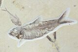 Fossil Fish Plate (Diplomystus & Knightia) - Wyoming #93997-1